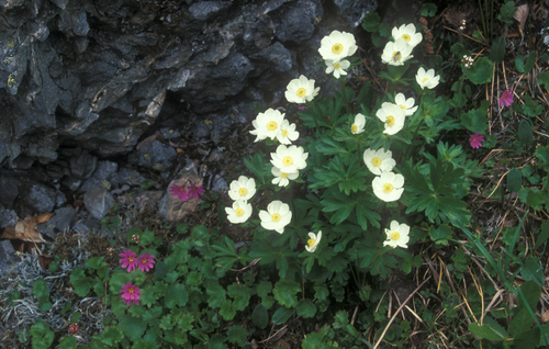 Wedge-leaf Primrose (Primula cuneifolia)