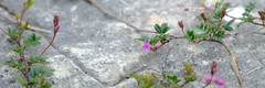Indigofera mundiana