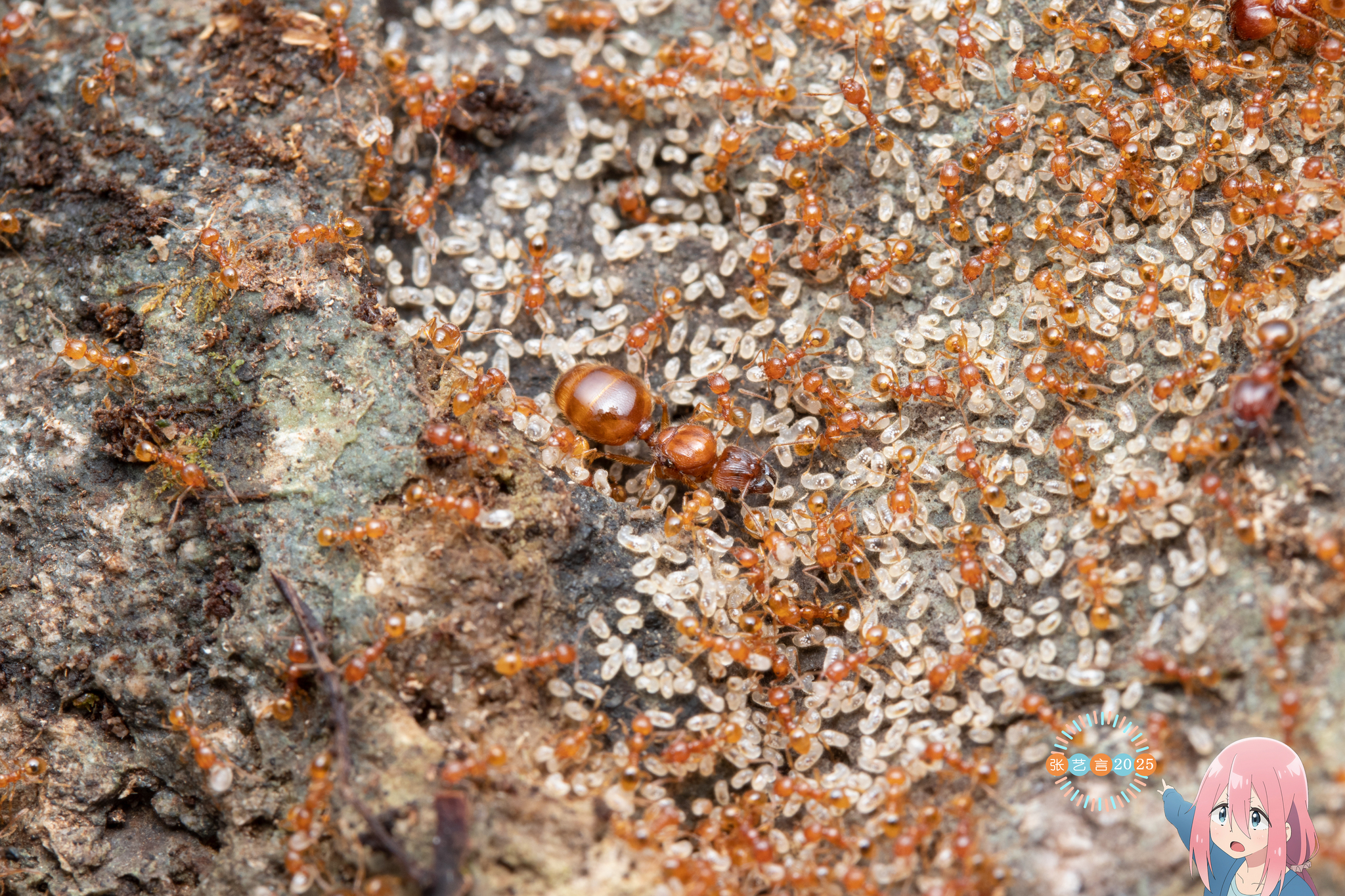 Pheidole allani