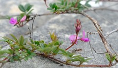 Indigofera mundiana