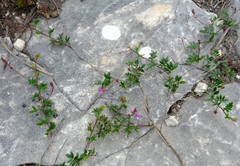 Indigofera mundiana
