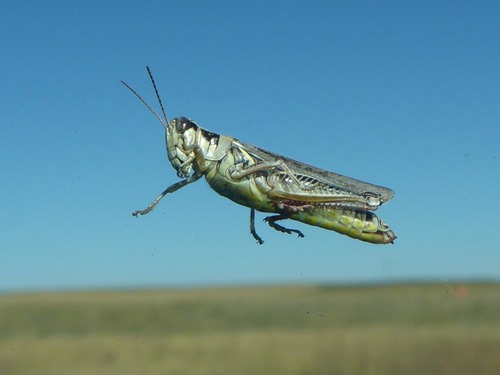 Red-legged Grasshopper, Cherry County, NE, USA, photo 6 of 10