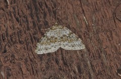Entephria infidaria