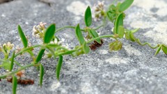 Astephanus triflorus