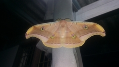 Antheraea paphia