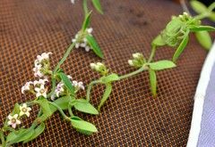 Astephanus triflorus