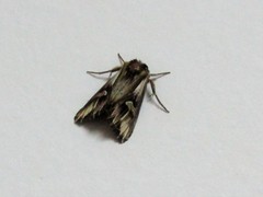 Actinotia polyodon
