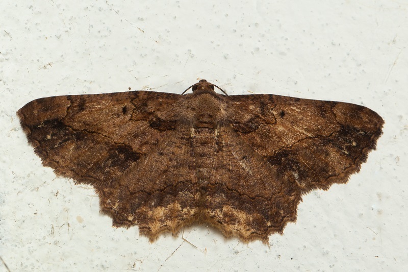 Dasyboarmia isorrhopa