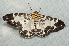 Dilophodes elegans