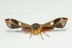 Fascellina albicordis