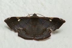 Fascellina albicordis