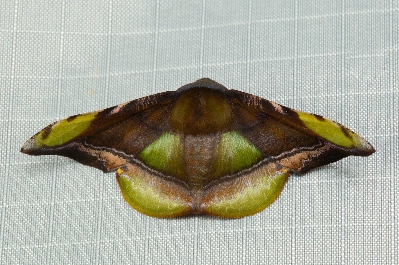 Fascellina pulchracoda