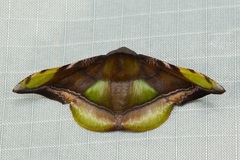 Fascellina pulchracoda