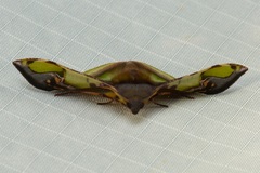 Fascellina pulchracoda
