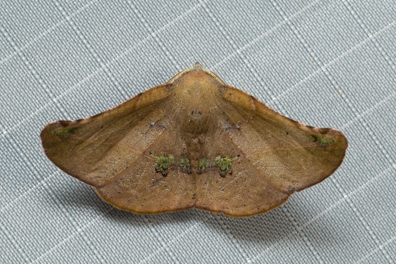 Garaeus altapicata