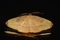 Heterolocha pyreniata