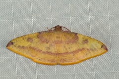 Heterolocha