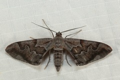 Hypochrosis binexata