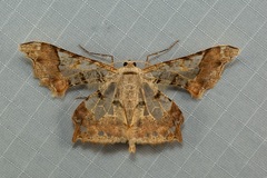 Krananda semihyalina