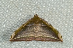 Loxotephria padanga