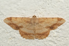 Luxiaria amasa