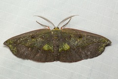 Omiza lycoraria