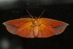 Omiza lycoraria