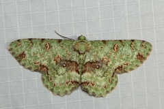 Ophthalmitis
