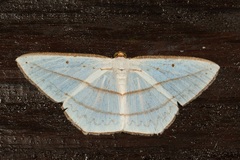 Orthocabera ocernaria