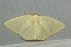 Ourapteryx incaudata