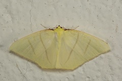 Ourapteryx incaudata
