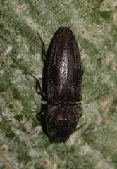 Agrypninae