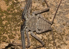 Phrynichus ceylonicus