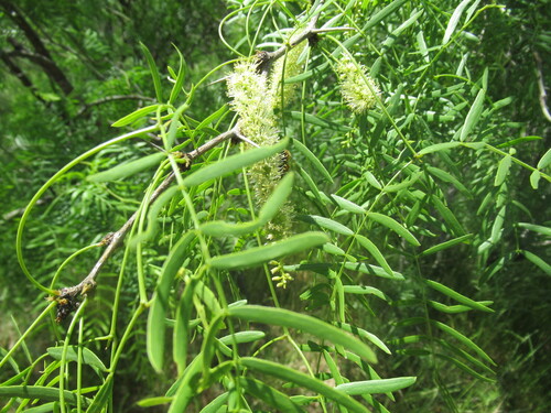 honey mesquite (Neltuma glandulosa)