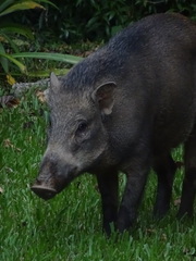 Sus scrofa vittatus
