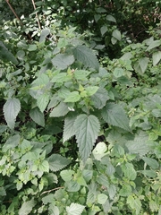 Urtica dioica dioica