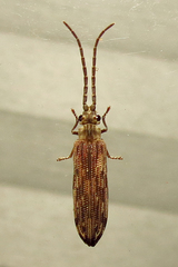 Tenomerga cinerea