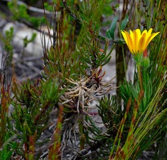 Osteospermum subulatum