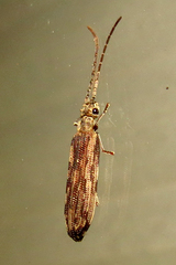 Tenomerga cinerea