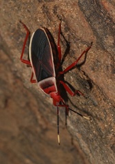 Probergrothius varicornis