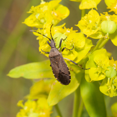 Dicranocephalus medius