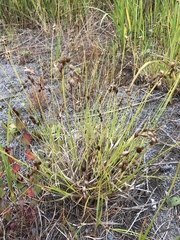 Carex hormathodes