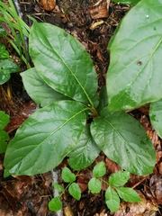 Lonicera alpigena