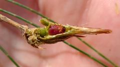 Cylindrococcus spiniferus