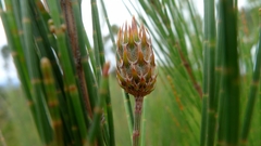 Cylindrococcus spiniferus