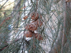 Cylindrococcus spiniferus