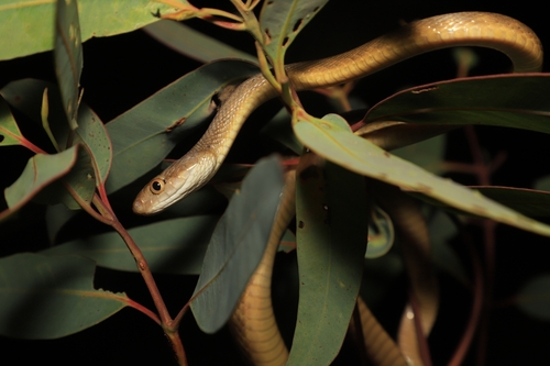 Brown Tree Snake sighting