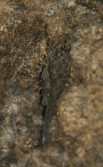 Euscelimena logani