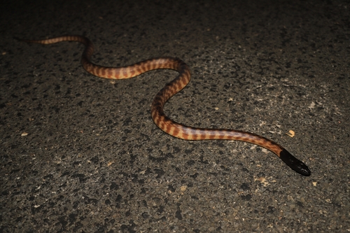 Black-headed Python sighting