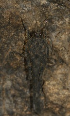 Euscelimena logani